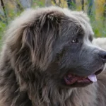 how much is a newfoundland dog